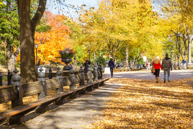 Strolling Through Central Park