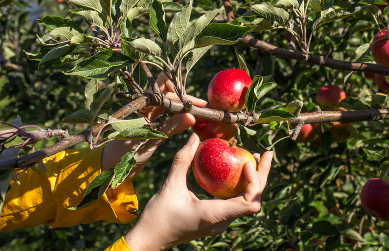 Pick Some Fruit