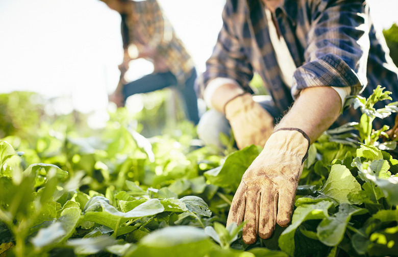 Plant Some Produce