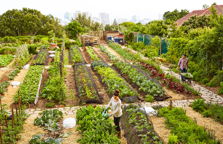 Grow Your Local Garden