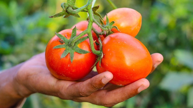 Tomatoes in hand