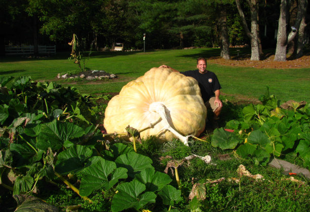 The Heaviest Pumpkin