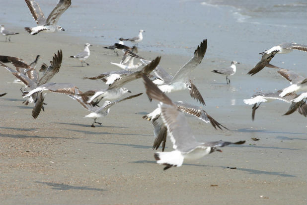 Don't. Feed. The. Seagulls.