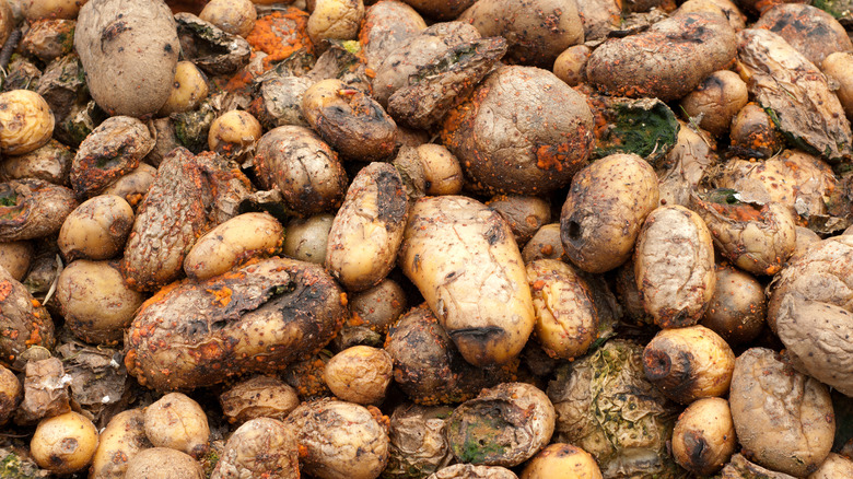 Pile of rotting potatoes