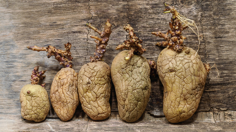 Shriveled sprouting potatoes