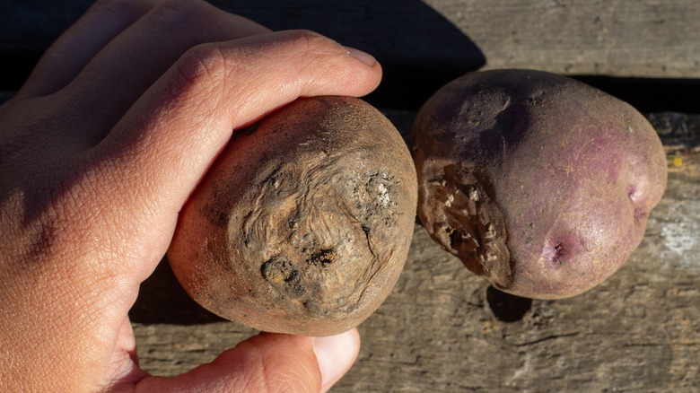 Red potatoes with soft spots