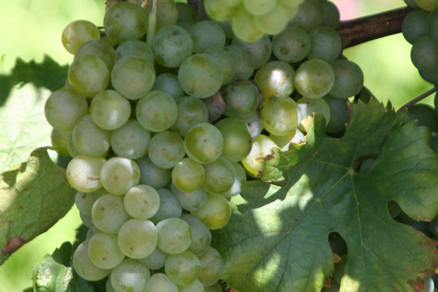 Müller-Thurgau Grapes