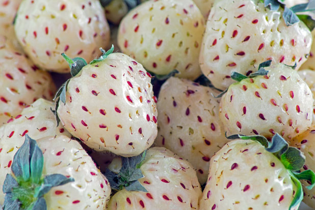  Pineberry