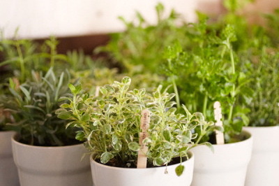 Potted Herbs