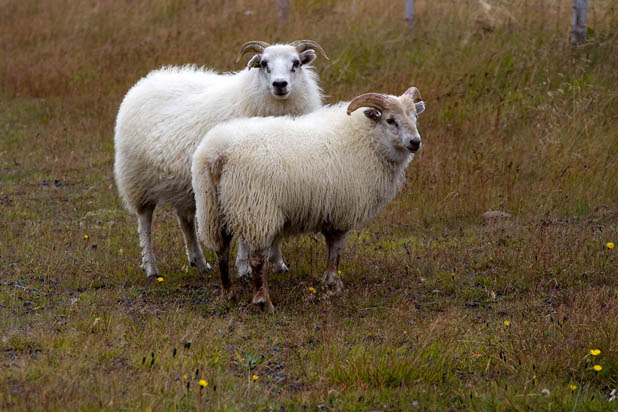 Icelandic Lamb