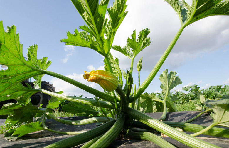 Natural Weed Control