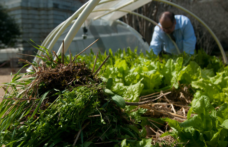 Weeding by Hand