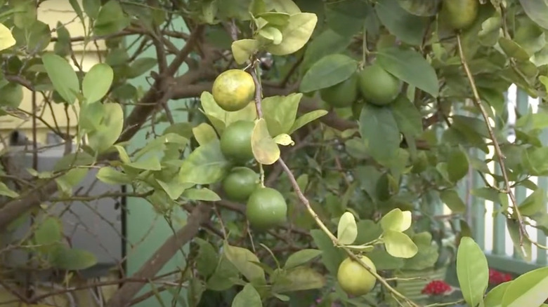Key limes growing on tree branches