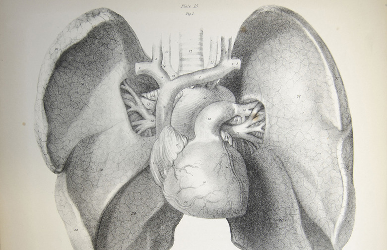 Potassium's Role