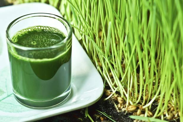 Wheat Grass