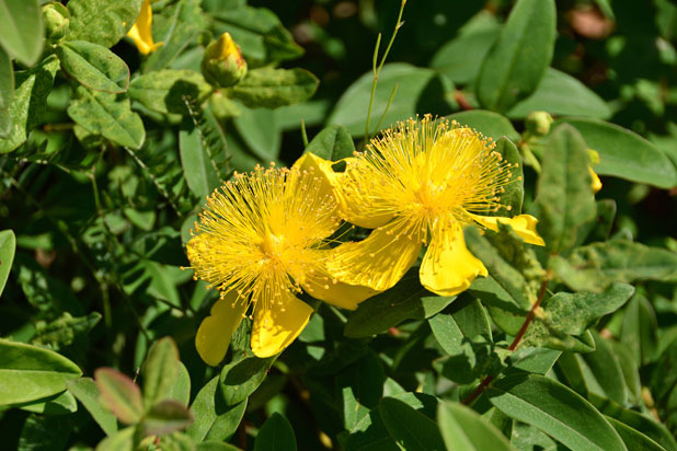 St John's Wort