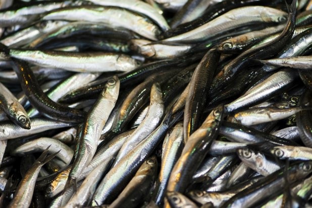 Sardines 