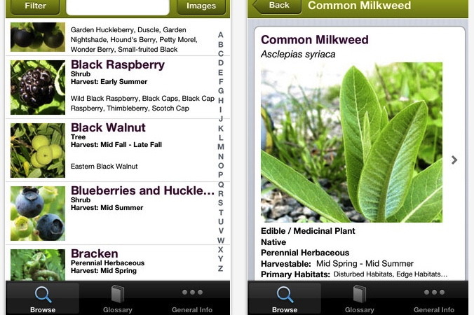 Foraging Online: Steve Brill's Wild Edibles App