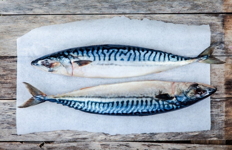 Mackerel