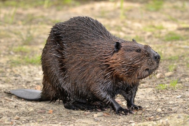 Beaver Excretions 