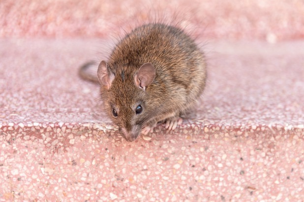 Rodent Hair and Bugs