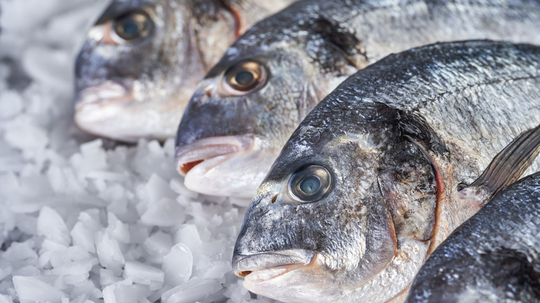 closeup  of fish heads