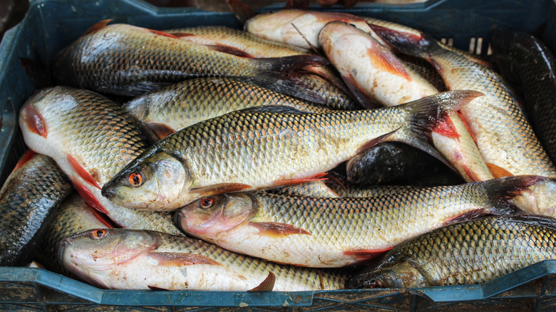 Fish in plastic crate