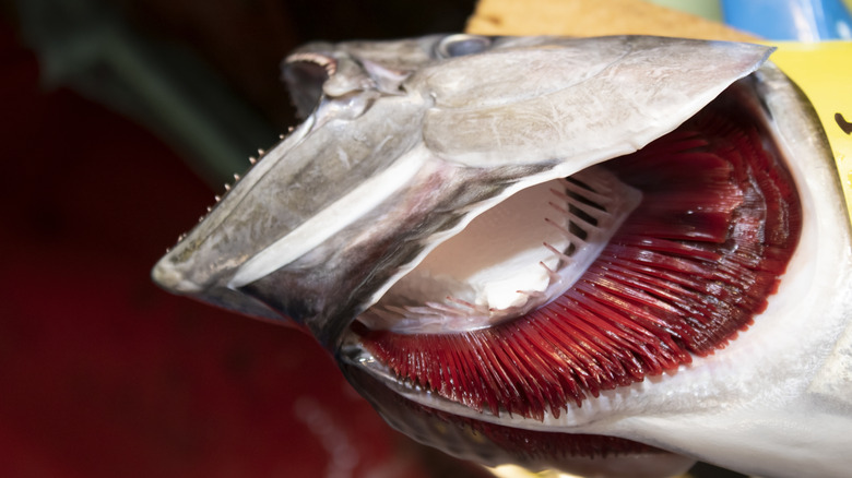 salmon with open mouth and gills