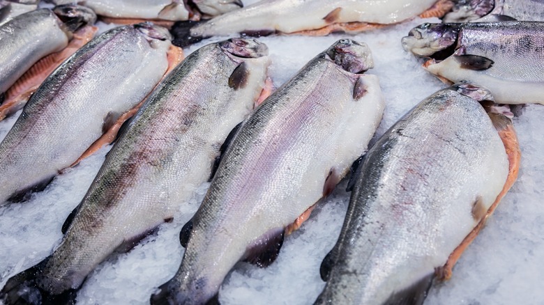 fresh salmon on ice