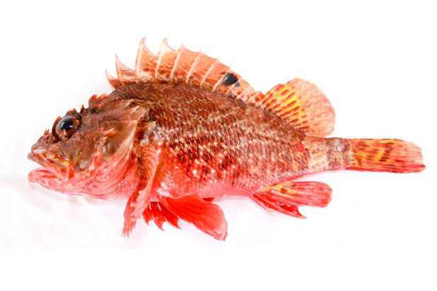 Red Scorpion Fish