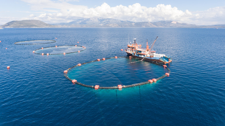 open sea fish farm