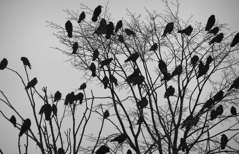 Murder of Crows