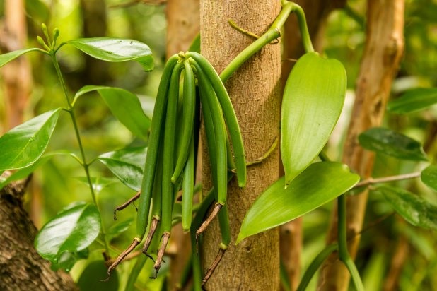 Vanilla Beans Shrink Dramatically