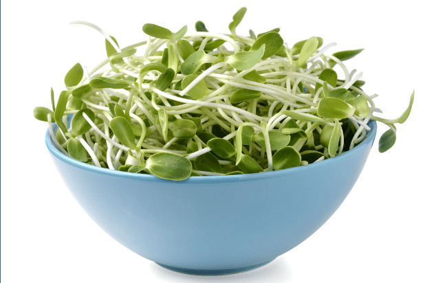 Alfalfa Sprouts