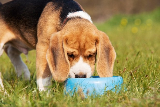 can beer kill a dog