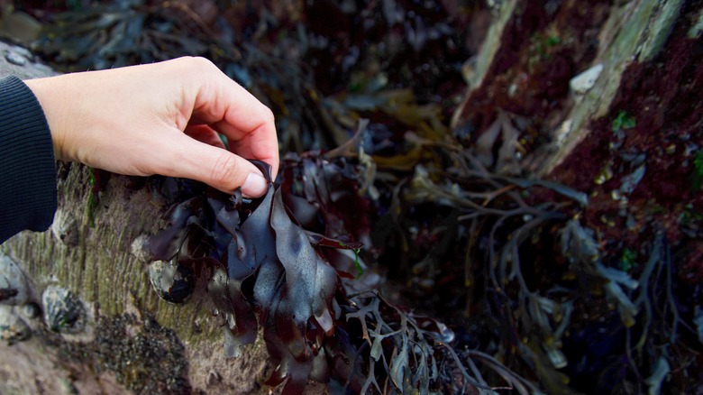 Someone picking dulse off rocks