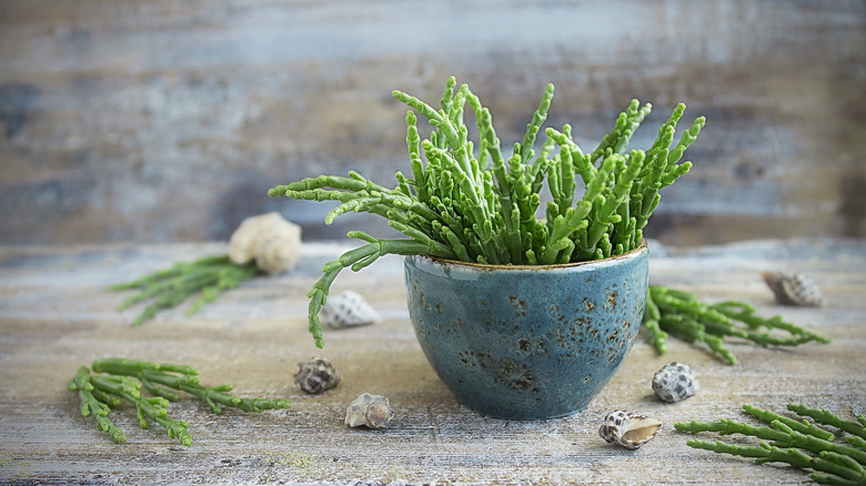 Sea beans in blue bowl