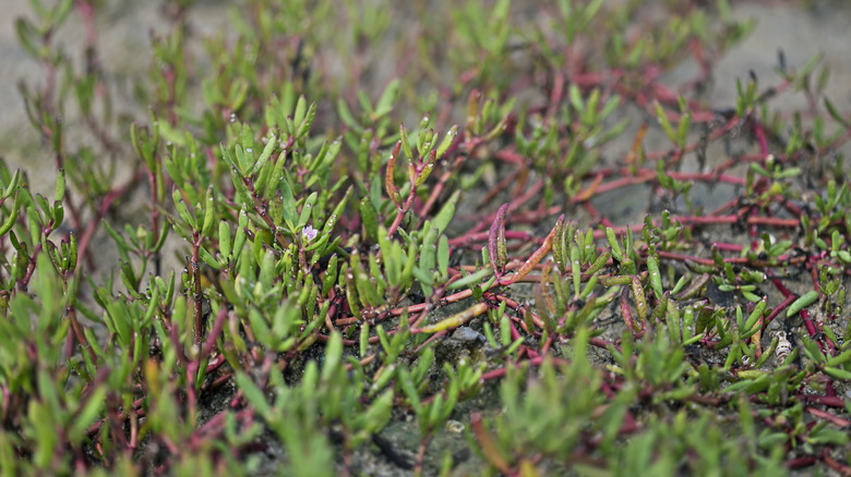 Sea purslane on sand bank