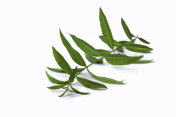 Lemon Verbena