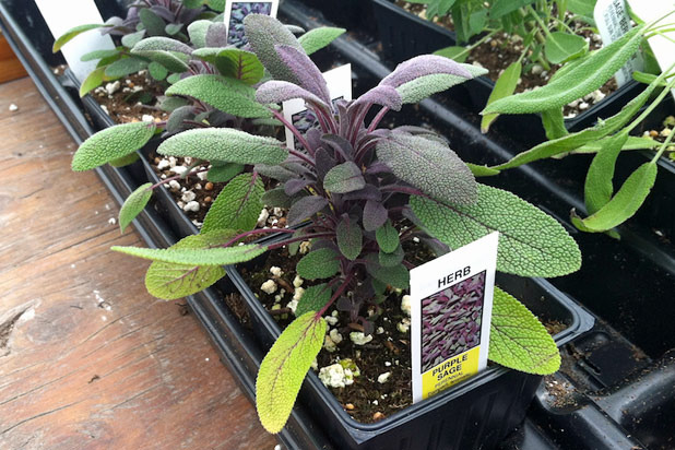 Purple Sage