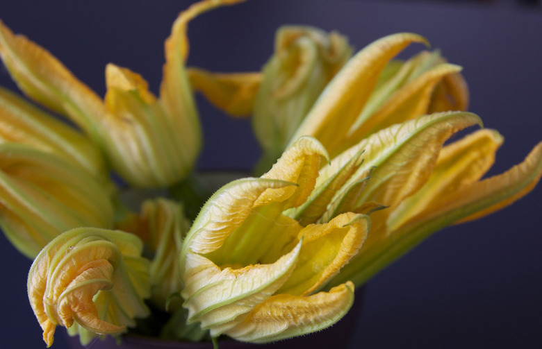 Fried Zucchini Flowers