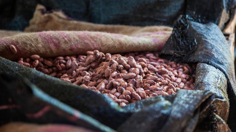 A bag of cacao beans