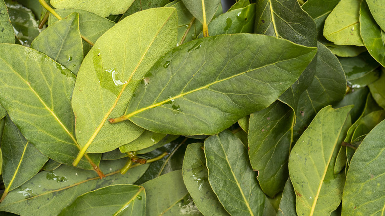 Pile of fresh bay leaves