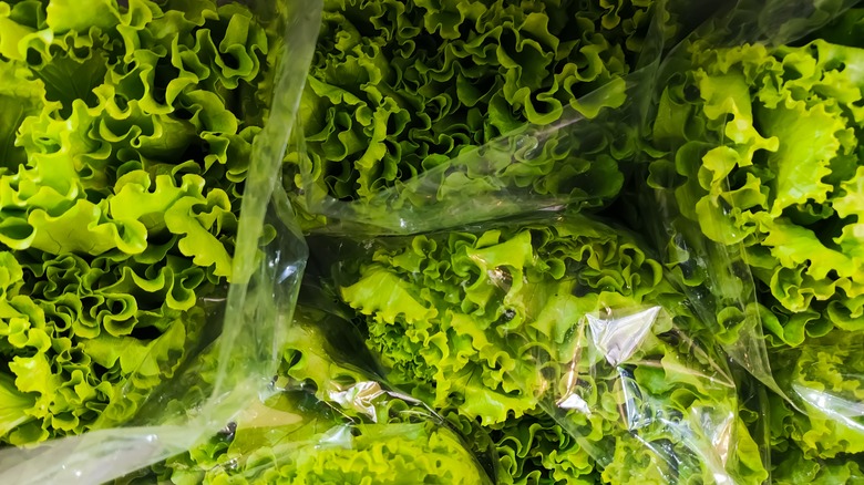 Bags of fresh lettuce leaves