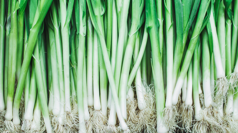 Row of green onions