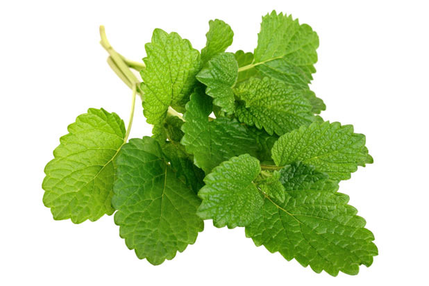 Lemon Balm