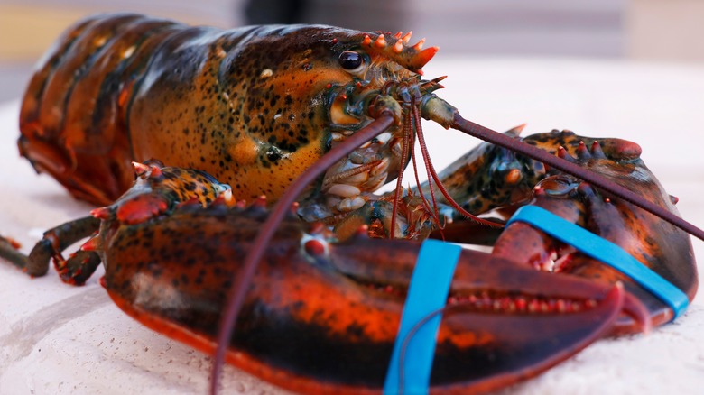 live lobster with banded claws