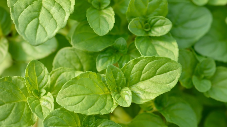 basil leaves