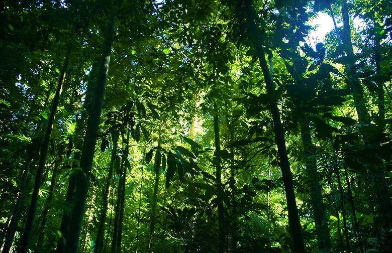 The Brand Became Rainforest Alliance Certified in 2007 