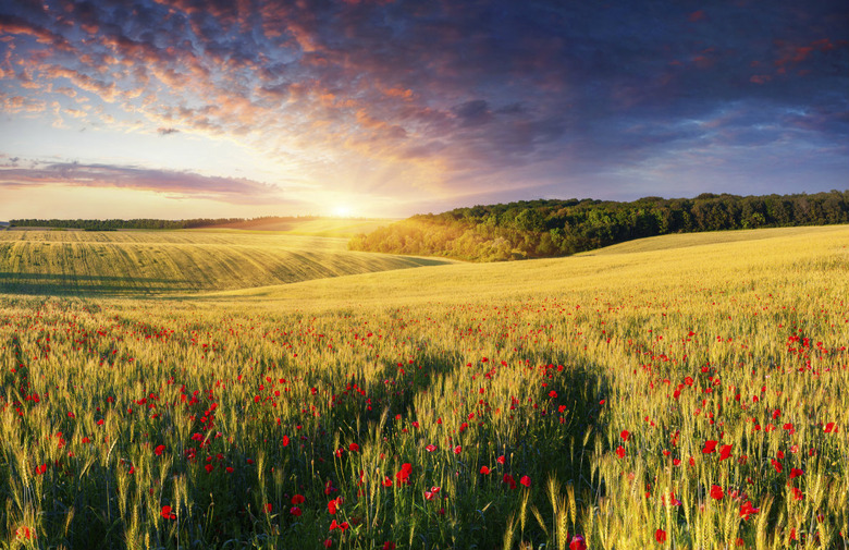 Food Production and the Environment: 'This Is Why the Earth Herself... Is Among the Most Abandoned and Maltreated of Our Poor'